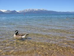 tahoe duck